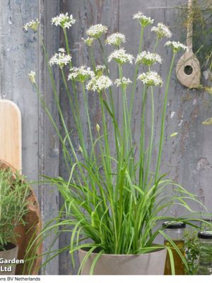 Garlic Chives Seeds, Suttons