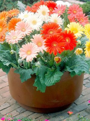 Gerbera 'Cut Flower Mix' Seeds, Suttons