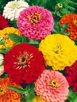 Giants of California Mixture Zinnia Seeds, OSC