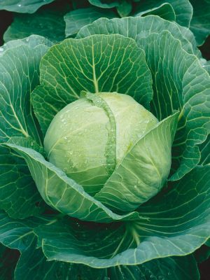 Golden Acre Cabbage Seeds, OSC