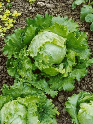 Great Lakes Lettuce Seeds, OSC