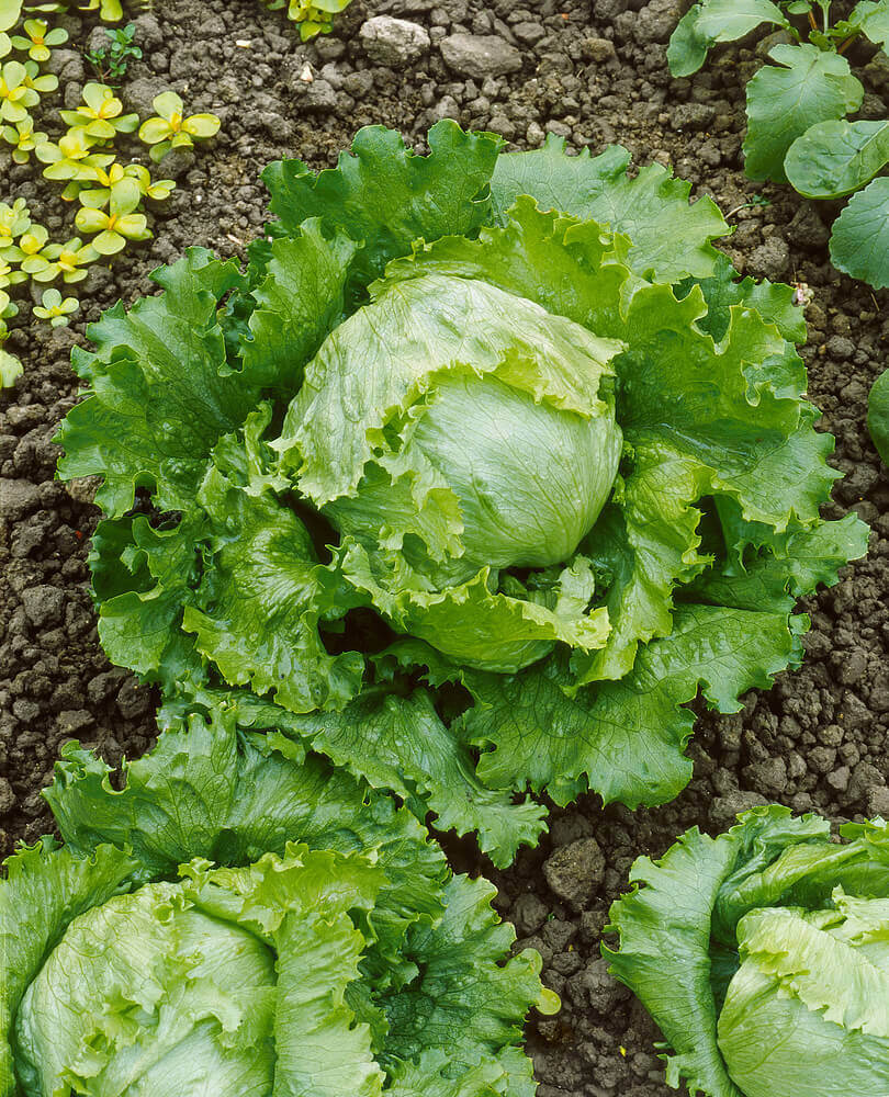 Great Lakes Lettuce Seeds, OSC