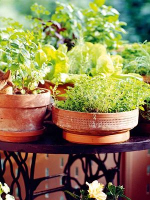Herb Collection (5 packets) Seeds, Suttons
