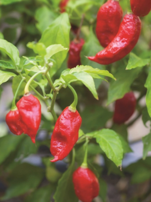 Hot Pepper Bhut Jolokia