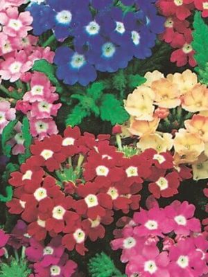 Ideal Florist Mixed Hybrid Verbena Seeds, OSC