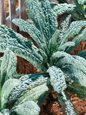 Kale 'Black Magic' Seeds, Suttons