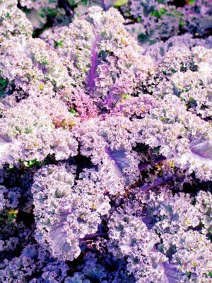 Kale 'Scarlet' Seeds, Suttons