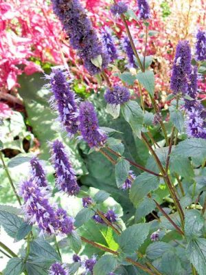 Korean Mint (Agastache rugosa) Seeds, Suttons
