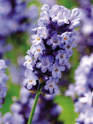 Lavender 'Hidcote Blue' Seeds, Suttons