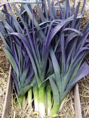 Leek 'Northern Lights' F1 Seeds, Suttons