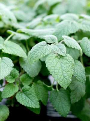 Lemon Balm 'Mandarina' Seeds, Suttons