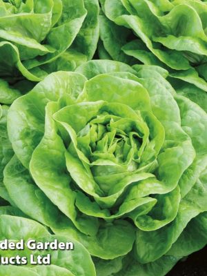 Lettuce 'Brighton' (Winter Butterhead) Seeds, Suttons