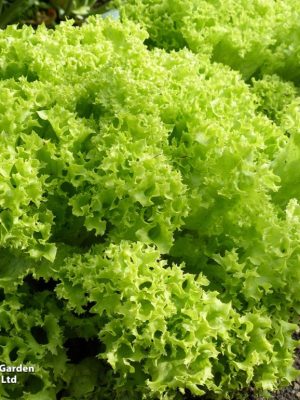 Lettuce 'Lollo Bionda' Seeds, Suttons