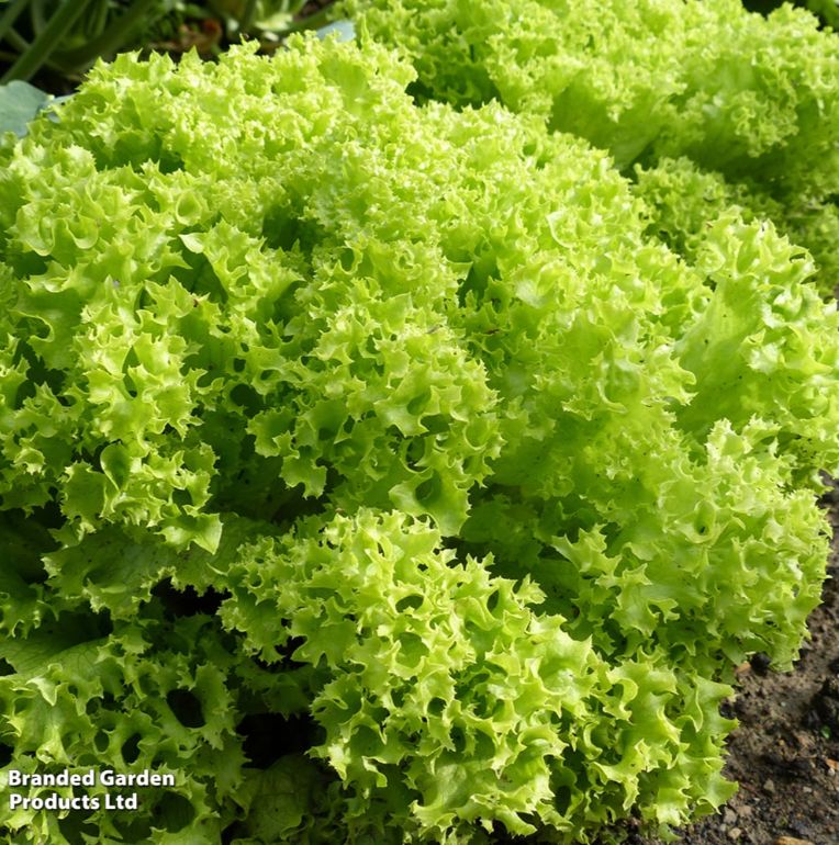 Lettuce 'Lollo Bionda' Seeds, Suttons