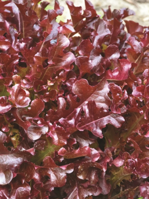 Lettuce Red Salad Bowl