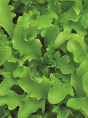 Lettuce Green Salad Bowl