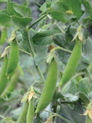 Little Crunch Snap Pea Seeds, OSC