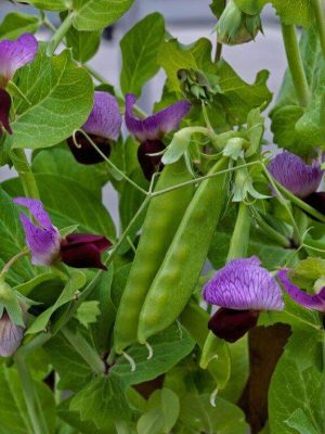 Little Purple Snow Pea Seeds, OSC