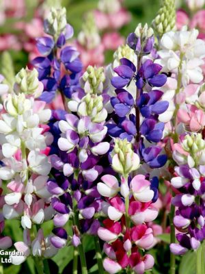 Lupin 'Avalune Mix' Seeds, Suttons