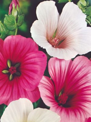 Malope 'Strawberries & Cream Mix' Seeds, Suttons