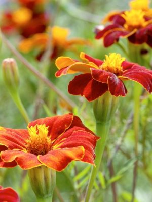 Marigold 'Burning Embers' Seeds, Suttons
