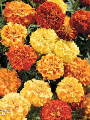 Marigold 'Zenith Mix' Seeds, Suttons