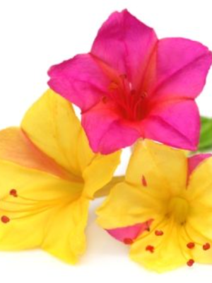 Marvel of Peru Mixture Four O’Clocks Seeds, OSC