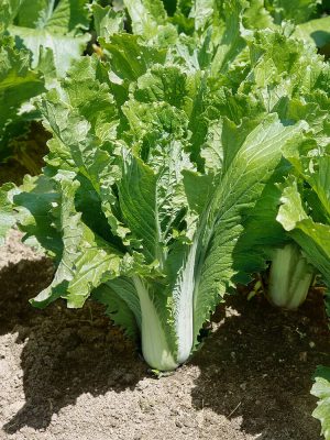 Michihli Cabbage Seeds, OSC