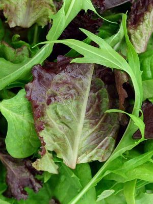 Mild Mesclun Mixture Seeds, OSC