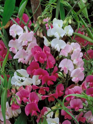 Mixed Colours Sweet Pea Seeds, OSC