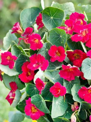 Nasturtium 'Baby Rose' Seeds, Suttons