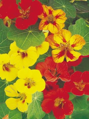 Nasturtium 'Collection' Seeds, Suttons