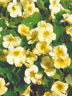 Nasturtium 'Milkmaid' Seeds, Suttons