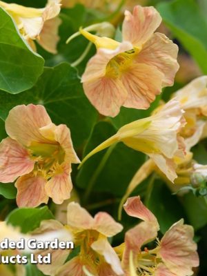 Nasturtium 'Tip Top Pink Blush' Seeds, Suttons