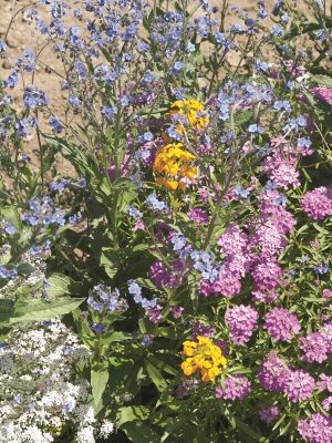 Native Ontario Pollinator Wildflower Seeds, OSC