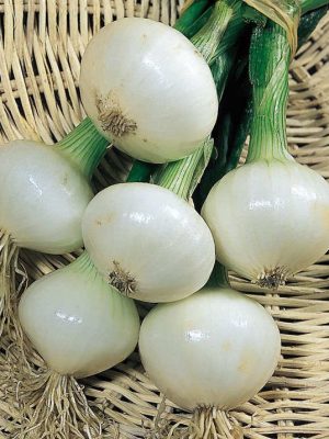 Onion 'Paris Silverskin' F1 Seeds, Suttons