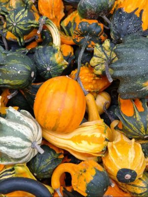 Ornamental Mixed Gourd Seeds, OSC