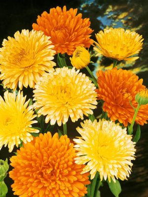 Pacific Beauty Mixed Calendula Seeds, OSC