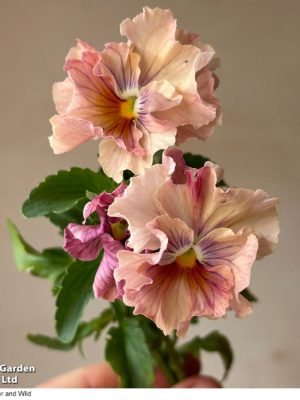 Pansy 'Chianti Shades' Seeds, Suttons