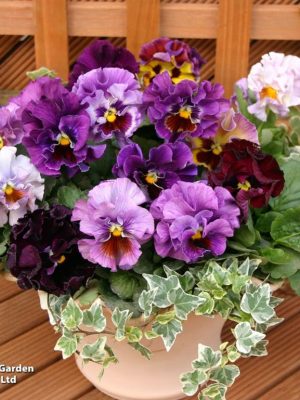 Pansy 'Moulin Rouge' Seeds, Suttons