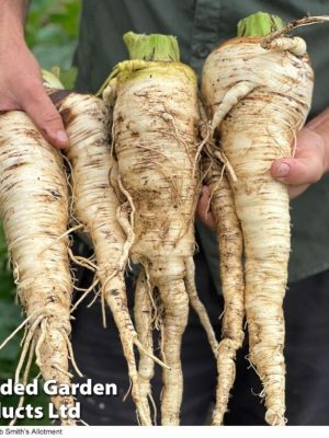 Parsnip 'Sabre' F1 Seeds, Suttons