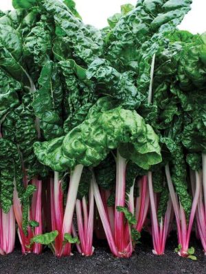 Peppermint Swiss Chard Seeds, OSC