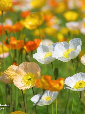 Poppy 'Iceland Poppy' Seeds, Suttons