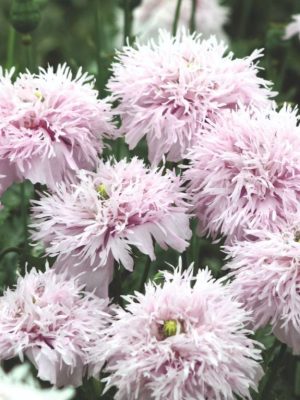 Poppy 'Lilac Pompom' Seeds, Suttons