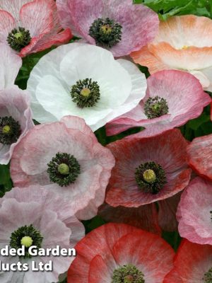 Poppy 'Mother of Pearl' Seeds, Suttons