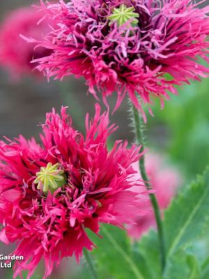 Poppy 'Rose Feathers' Seeds, Suttons
