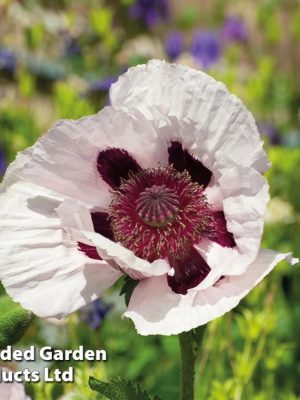 Poppy 'Royal Wedding' Seeds, Suttons