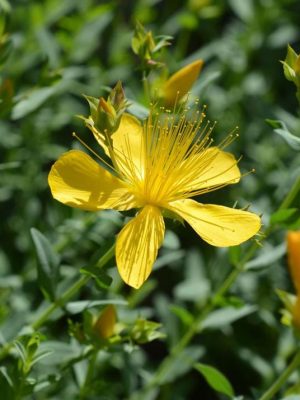 Predators Mix Seeds, Suttons