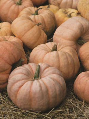 Pumpkin Fairytale Seeds