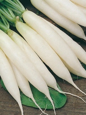 Radish Long White Icicle Seeds